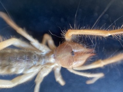 Eremobatinae