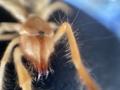 Eremobatinae