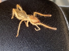 Eremobatinae