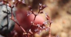 Chorizanthe leptotheca