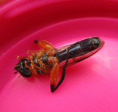 Chalcosyrphus vecors