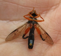 Chalcosyrphus vecors