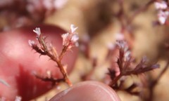 Chorizanthe leptotheca