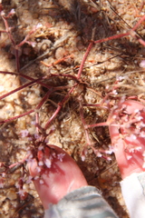 Chorizanthe leptotheca