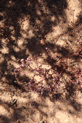 Chorizanthe leptotheca