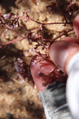 Chorizanthe leptotheca