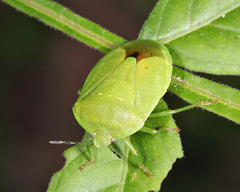 Chinavia pensylvanica