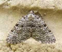 Perizoma curvilinea