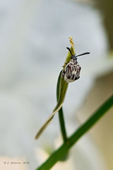 Megacerus leucospilus