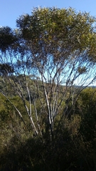 Eucalyptus stricta