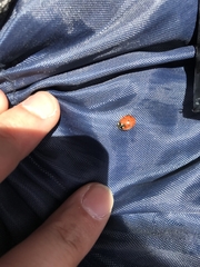 Coccinella septempunctata