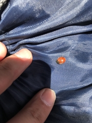 Coccinella septempunctata