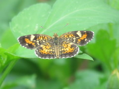 Phyciodes phaon phaon
