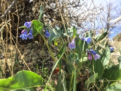 Mertensia oblongifolia
