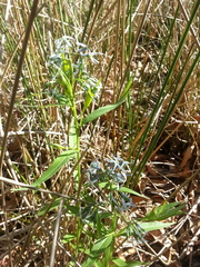 Amsonia tabernaemontana