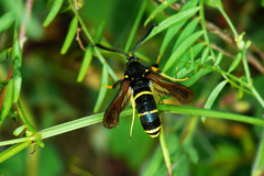 Paranthrene tabaniformis