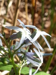 Amsonia tabernaemontana
