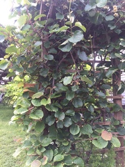 Actinidiaceae