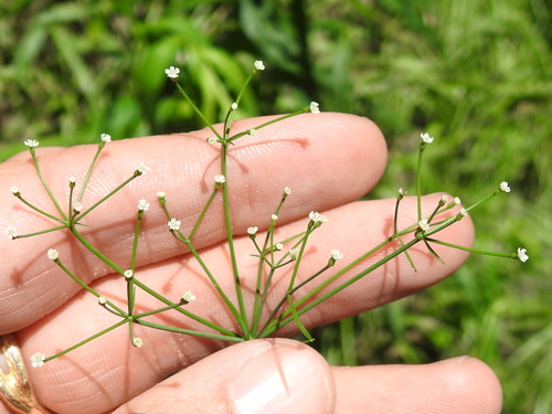 Image of Cynosciadium digitatum by (c) Sam Kieschnick, some rights reserved (CC BY)