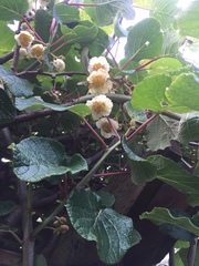 Actinidiaceae