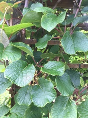 Actinidiaceae