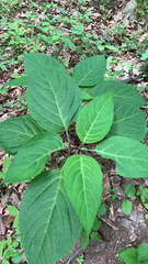 Collinsonia canadensis