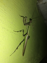Vates pectinata
