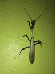 Vates pectinata
