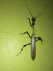 Vates pectinata
