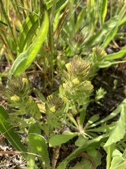 Castilleja victoriae