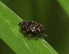 Brachys ovatus