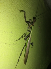 Vates pectinata