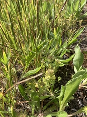 Castilleja victoriae