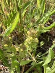 Castilleja victoriae