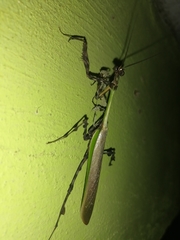 Vates pectinata