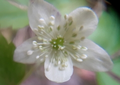 Anemonoides quinquefolia