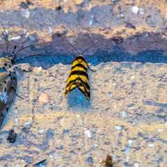 Scaptesyle equidistans