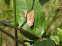 Photedes fluxa