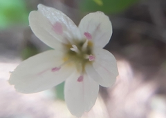 Claytonia lanceolata