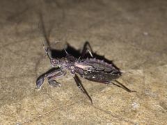 Petalocheirus malayus