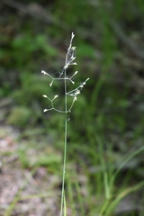 Milium effusum