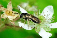 Andrena nuda