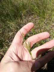 Juncus diffusissimus