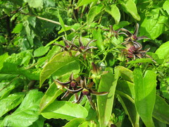 Gonolobus stenanthus