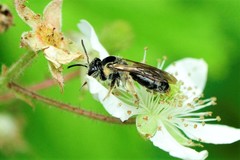 Andrena nuda