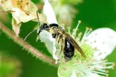 Andrena nuda