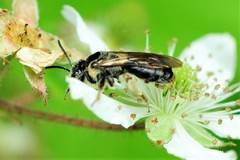 Andrena nuda