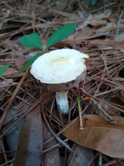 Austroboletus subflavidus image