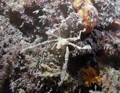 Oncinopus neptunus