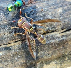 Polybiomyia schnablei